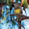 Lalocnatka tasmanska - Anthochaera paradoxa - Yellow Wattlebird o6882